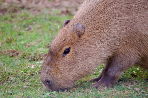 capibara-forrajeando-pasto